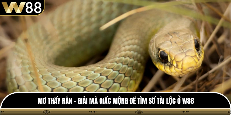 Mơ Thấy Rắn - Giải Mã Giấc Mộng Để Tìm Số Tài Lộc Ở W88