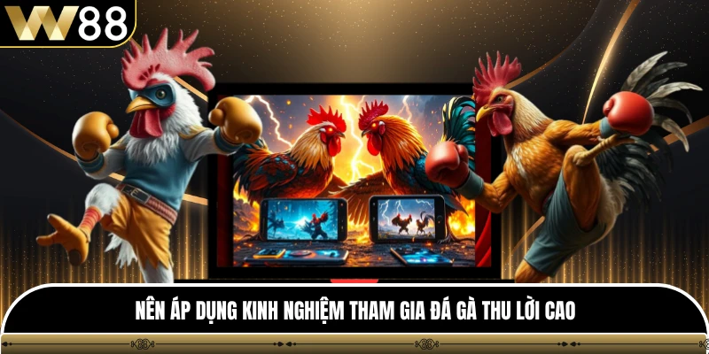 Nên áp dụng kinh nghiệm tham gia đá gà thu lời cao